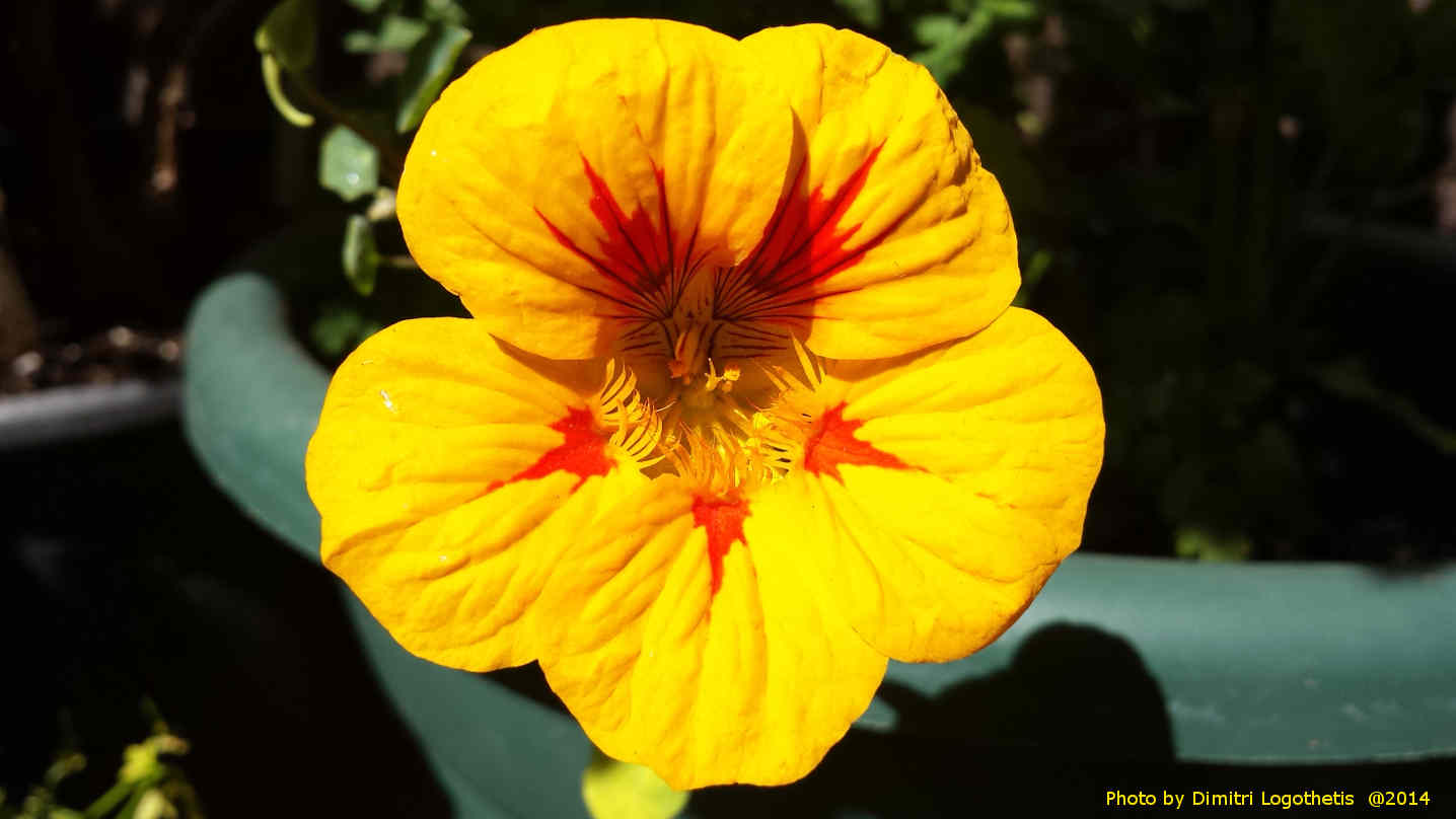yellow flower
